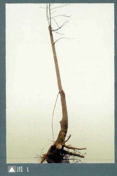 图解 朴树下山桩怎么制作盆景的方法