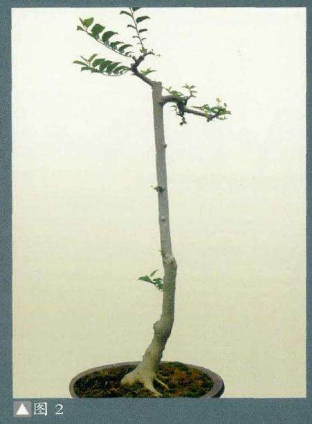 图解 朴树下山桩怎么制作盆景的方法
