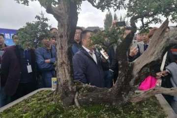 2019 云贵七县盆景邀请展在宣威举行