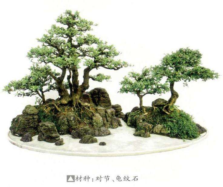 钟祥盆景艺术家 杨作祥 图片