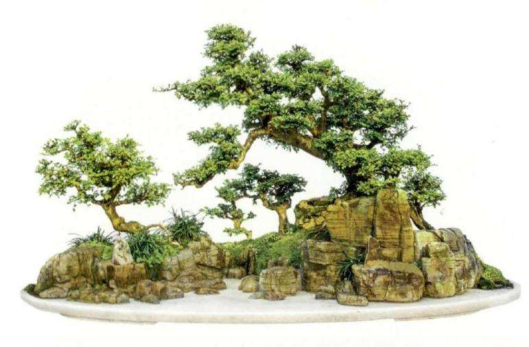 钟祥盆景艺术家 杨作祥 图片