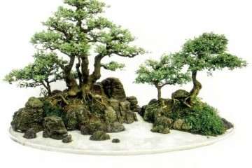 钟祥盆景艺术家 杨作祥 图片