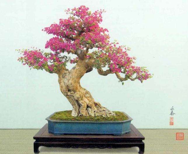 为什么岭南树木盆景始终坚持创新求变