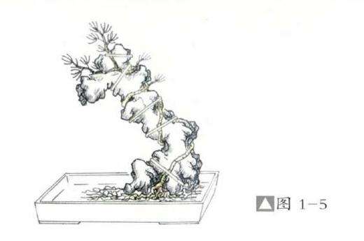环缠式附石盆景怎么制作的方法
