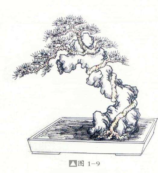 环缠式附石盆景怎么制作的方法