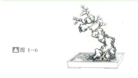 环缠式附石盆景怎么制作的方法