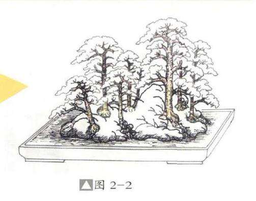 图解  丛林附石盆景怎么设计的方法