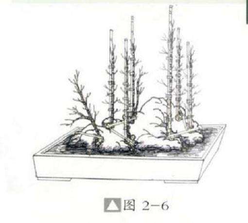 图解  丛林附石盆景怎么设计的方法