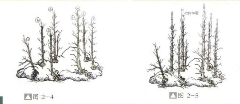 图解  丛林附石盆景怎么设计的方法