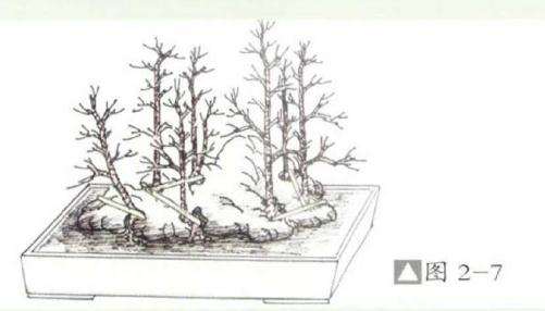 图解  丛林附石盆景怎么设计的方法
