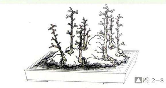 图解  丛林附石盆景怎么设计的方法