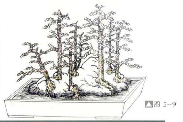 图解  丛林附石盆景怎么设计的方法