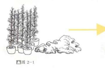 图解  丛林附石盆景怎么设计的方法