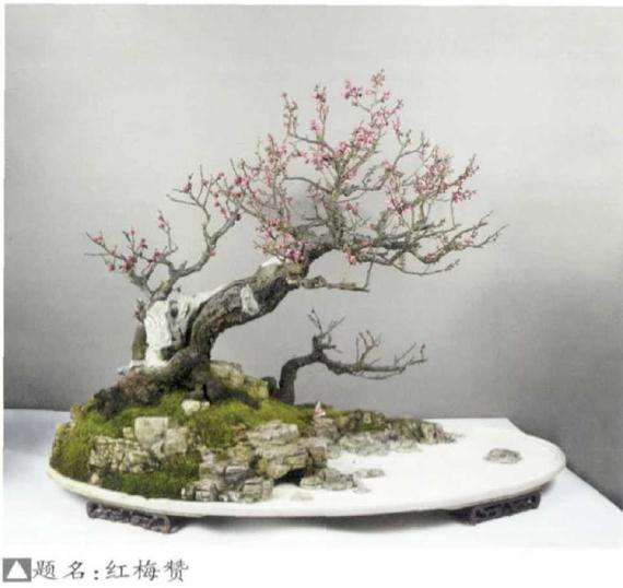 2019年常德市第三届盆景展成功举办