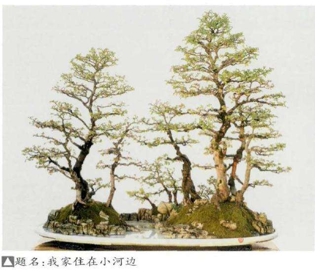 2019年常德市第三届盆景展成功举办