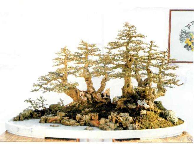 2019年常德市第三届盆景展成功举办