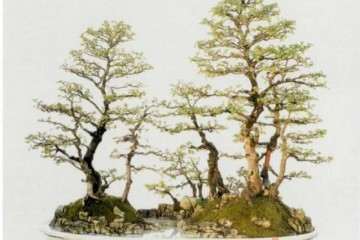 2019年常德市第三届盆景展成功举办