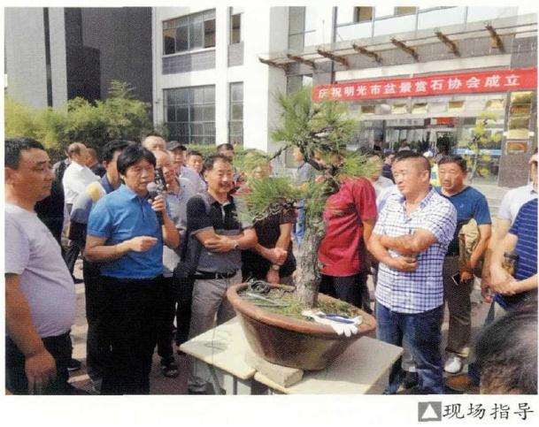 2019年第二届永春(福建)盆景艺术邀请展