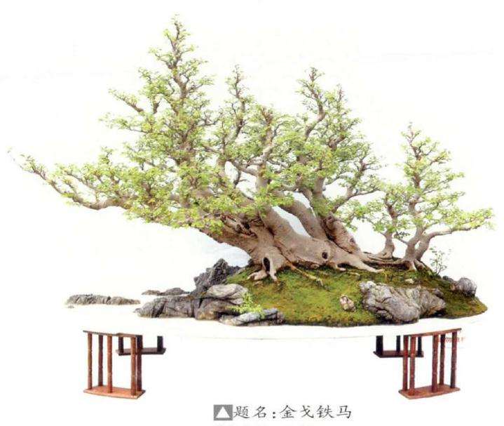 国际盆景赏石大会在遵义隆重举行