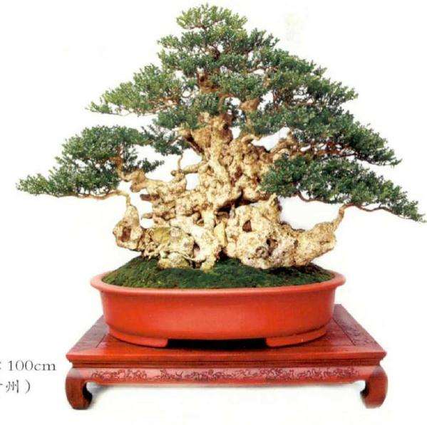 国际盆景赏石大会在遵义隆重举行