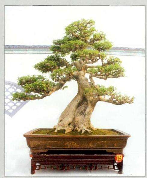 河南省首届盆景大师作品展在驻马店举办