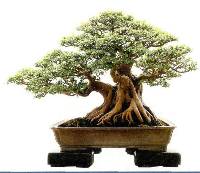 河南省首届盆景大师作品展在驻马店举办