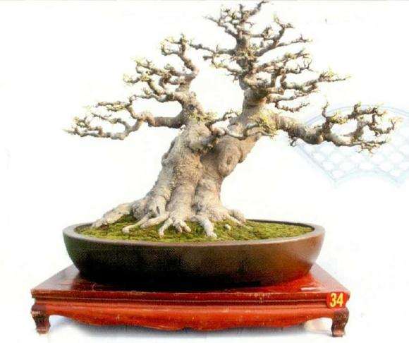 河南省首届盆景大师作品展在驻马店举办