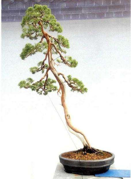 盆景乐园网站站长参加淮安盆景开幕式