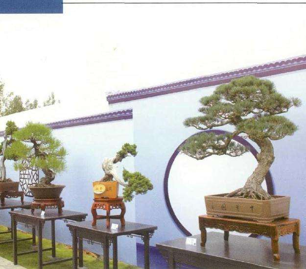 临沂市首届盆景艺术节