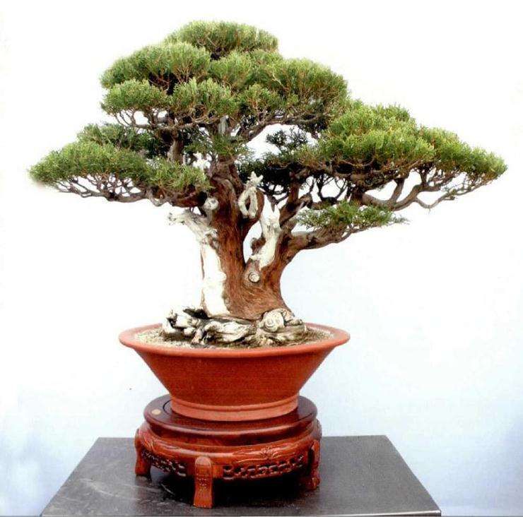 临沂市首届盆景艺术节