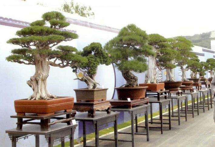 临沂市首届盆景艺术节