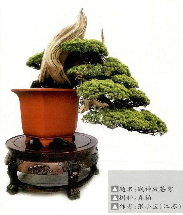 临沂市首届盆景艺术节