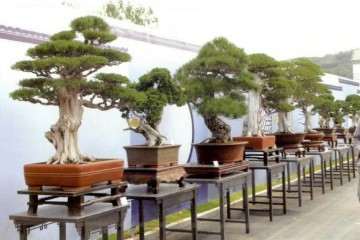 2019年 临沂市首届盆景艺术节