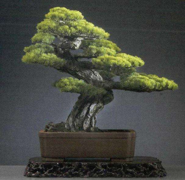 上海旺盛园艺专业从事盆景生产制作