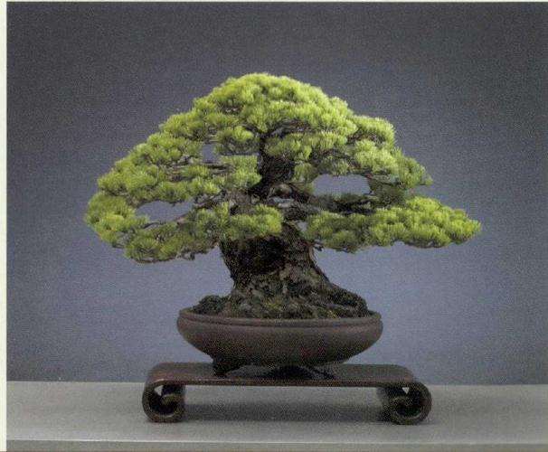 上海旺盛园艺专业从事盆景生产制作