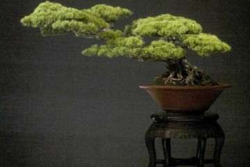 上海旺盛园艺专业从事盆景生产制作