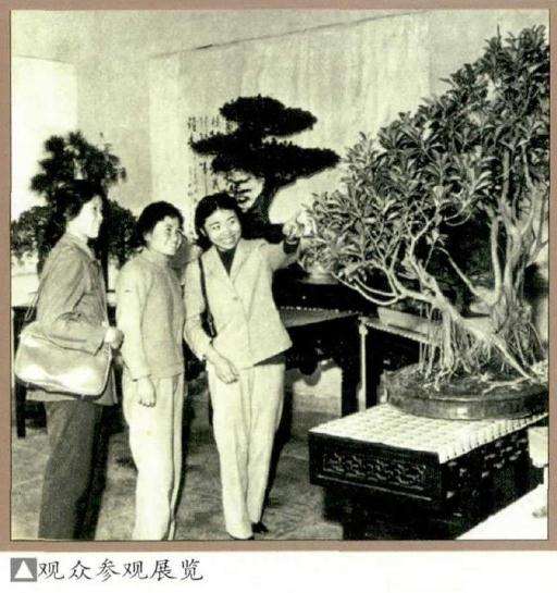 1979年 北京首届盆景展 图片