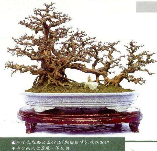 为什么雀梅盆景好好的桩养养就缩枝 图片