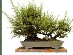 雀梅下山桩怎么培植的方法 图片