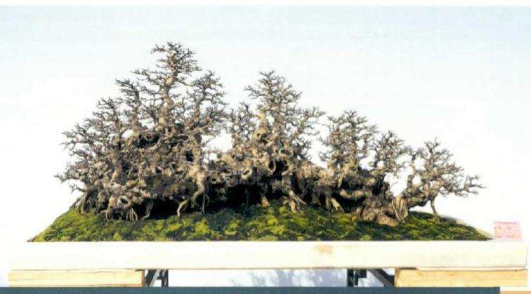 2019年容桂盆景精品展在广州举办