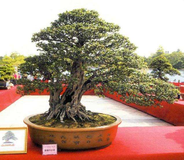 2019年容桂盆景精品展在广州举办