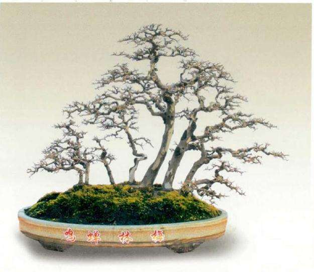 2019年容桂盆景精品展在广州举办