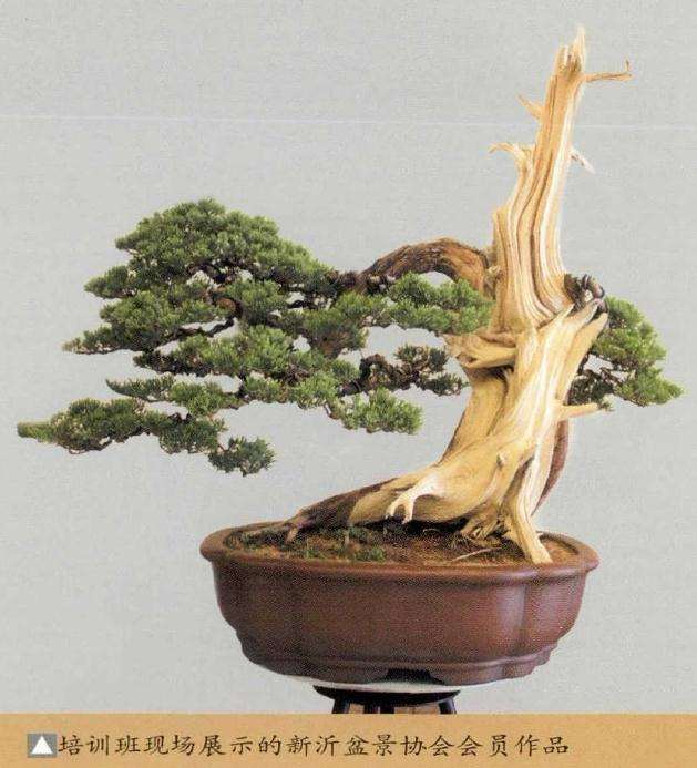 新沂市2019年中日盆景交流大会 图片