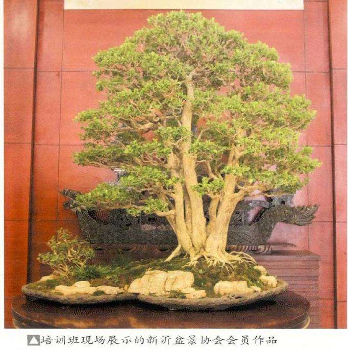 新沂市2019年中日盆景交流大会 图片