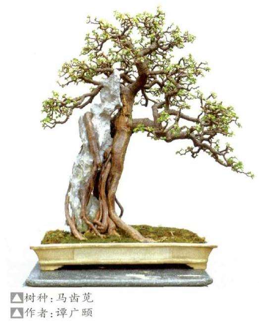 附石盆景怎么制作的方法 图片