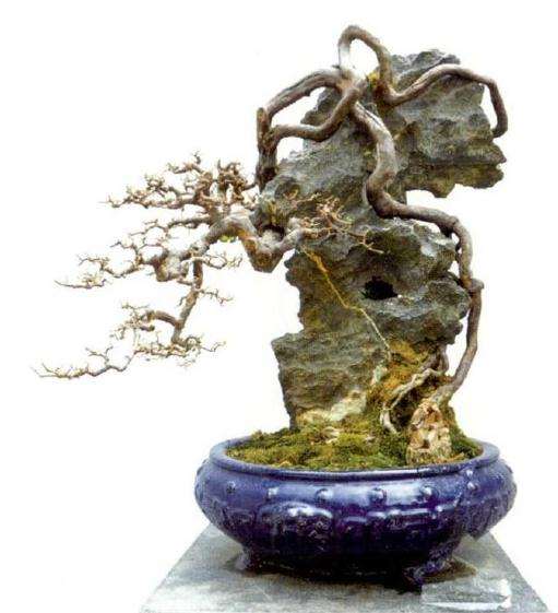 附石盆景怎么制作的方法 图片