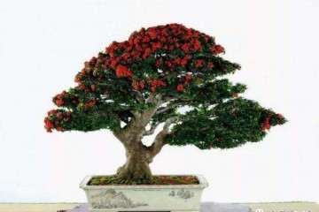 缩小中日盆景差距的8点建议