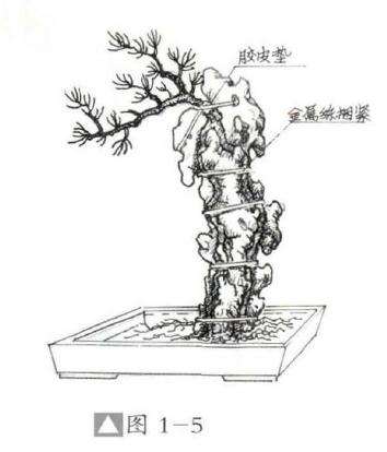 怎么设计骑石式附石盆景的方法