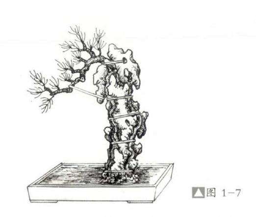 怎么设计骑石式附石盆景的方法