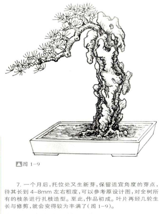 怎么设计骑石式附石盆景的方法